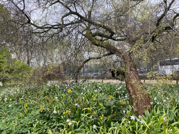 Cercis siliquastrum Jardin des plantes Paris, planted 1785.
