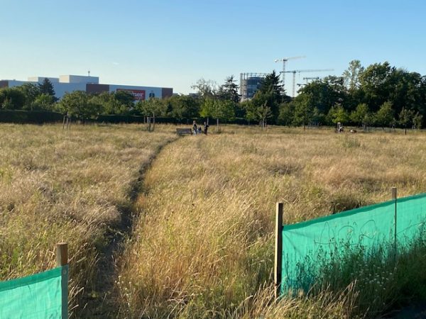 Green land in summer between Priesterweg and Südkreuz Berlin 2026