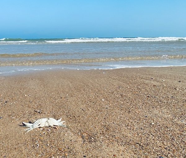 asidification-of-ocean-skeleton-Ostende-2026-beach