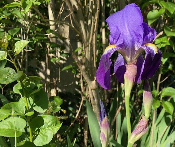 flower in countryside France iridaceae iris 2026