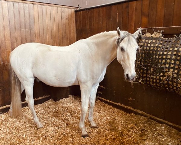 chewing horse in Chantilly box
