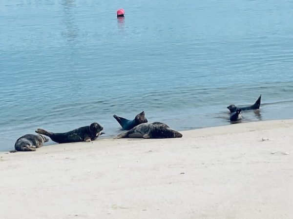 Phoques on beach 2026-9
